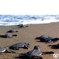 گونه لاکپشت سرخ Loggerhead Sea Turtle